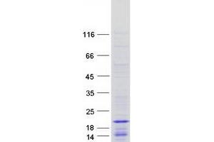 Validation with Western Blot (HIST1H2BO Protein (Myc-DYKDDDDK Tag))