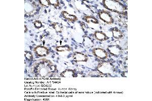 Human kidney (ATG4B 抗体  (C-Term))