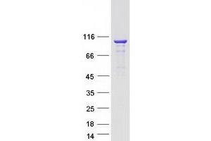 Western Blotting (WB) image for Kinesin Family Member 3C (KIF3C) protein (Myc-DYKDDDDK Tag) (ABIN2724245)