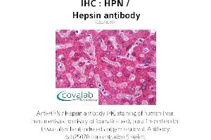Image no. 1 for anti-Hepsin (HPN) (AA 241-260) antibody (ABIN1735563) (Hepsin 抗体  (AA 241-260))