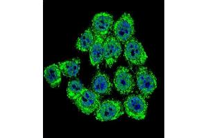 Confocal immunofluorescent analysis of Merlin Antibody (N-term) (ABIN390756 and ABIN2841014) with Hela cell followed by Alexa Fluor® 488-conjugated goat anti-rabbit lgG (green). (Merlin 抗体  (N-Term))