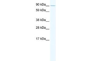 WB Suggested Anti-E2F7 Antibody Titration:  2. (E2F7 抗体  (N-Term))