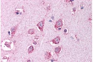 anti-HtrA Serine Peptidase 2 (HTRA2) (C-Term) antibody