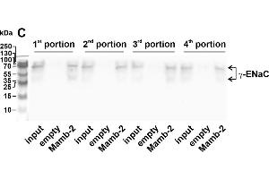 Western Blotting (WB) image for anti-Sodium Channel, Nonvoltage-Gated 1, gamma (SCNN1G) (AA 80-401) antibody (ABIN7427612)