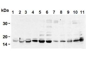 Western Blotting (WB) image for anti-Histone H2B antibody (ABIN1107547) (Histone H2B 抗体)
