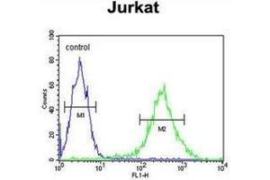 Flow cytometric analysis of Jurkat cells using PLEKHH2 Antibody (C-term) Cat. (PLEKHH2 抗体  (C-Term))