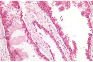 ABIN5539865 (5 μg/mL) staining of paraffin embedded Human Prostate. (MDH2 抗体  (AA 221-232))