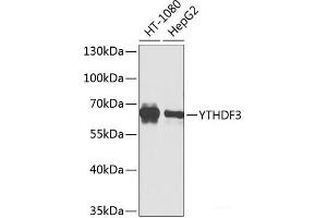 Western blot analysis of extracts of various cell lines using YTHDF3 Polyclonal Antibody at dilution of 1:1000. (YTHDF3 抗体)
