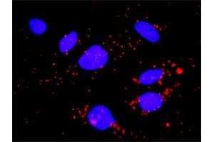 Proximity Ligation Assay (PLA) image for anti-Fc Fragment of IgG, Low Affinity IIIa, Receptor (CD16a) (FCGR3A) (AA 1-290) antibody (ABIN515571)