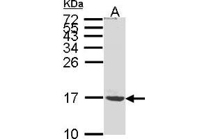 Western Blotting (WB) image for anti-ATP Synthase, H+ Transporting, Mitochondrial F0 Complex, Subunit C1 (Subunit 9) (ATP5G1) (AA 1-52) antibody (ABIN467467) (ATP5G1 抗体  (AA 1-52))