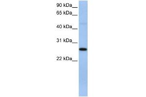 WB Suggested Anti-EIF4H Antibody Titration:  0. (EIF4H 抗体  (C-Term))