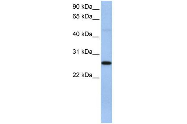 EIF4H antibody  (C-Term)