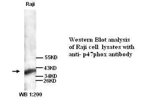 Image no. 1 for anti-Neutrophil Cytosol Factor 1 (NCF1) antibody (ABIN790886) (NCF1 抗体)
