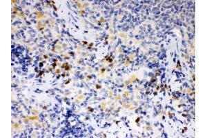 Anti- ATG14L Picoband antibody, IHC(P) IHC(P): Rat Spleen Tissue