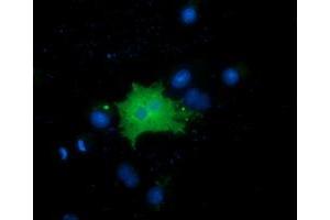 Immunofluorescence (IF) image for anti-Family with Sequence Similarity 84, Member B (FAM84B) antibody (ABIN1498206) (FAM84B 抗体)