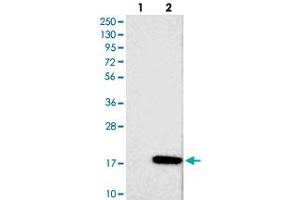 Western blot analysis of Lane 1: Negative control (vector only transfected HEK293T lysate), Lane 2: Over-expression Lysate (Co-expressed with a C-terminal myc-DDK tag (~3. (FAM19A1 抗体)