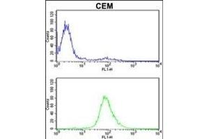 Z Antibody (C-term) (ABIN652562 and ABIN2842378) flow cytometric analysis of CEM cells (bottom histogram) coared to a negative control cell (top histogram). (MPZ 抗体  (C-Term))