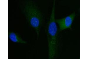 IF analysis of HGS using anti-HGS antibody (ABIN7601206).