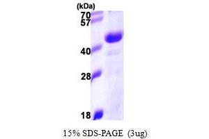 SDS-PAGE (SDS) image for DnaJ (Hsp40) Homolog, Subfamily B, Member 11 (DNAJB11) (AA 23-358) protein (His tag) (ABIN6386723) (DNAJB11 Protein (AA 23-358) (His tag))