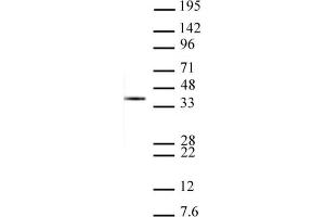 Histone H1 antibody tested by Western Blot.