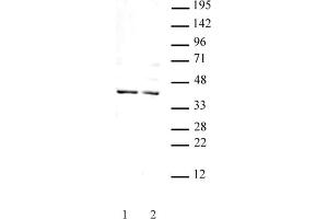 Goosecoid antibody (pAb) tested by Western blot. (GSC 抗体  (N-Term))