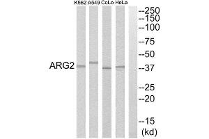 Western Blotting (WB) image for anti-Arginase, Type II (ARG2) (C-Term) antibody (ABIN1850798) (ARG2 抗体  (C-Term))
