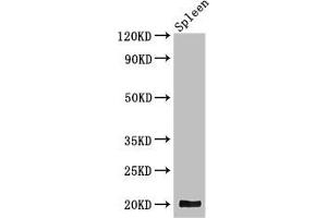 Western Blot Positive WB detected in: Mouse spleen tissue All lanes: WRB antibody at 3. (WRB 抗体  (AA 38-99))