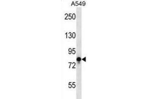 Western Blotting (WB) image for anti-Transient Receptor Potential Cation Channel, Subfamily V, Member 1 (TRPV1) antibody (ABIN2997658) (TRPV1 抗体)