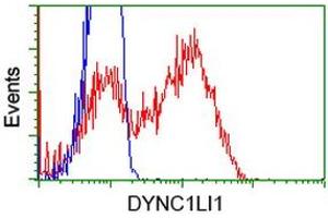 Flow Cytometry (FACS) image for anti-Dynein, Cytoplasmic 1, Light Intermediate Chain 1 (DYNC1LI1) antibody (ABIN1497932) (DYNC1LI1 抗体)