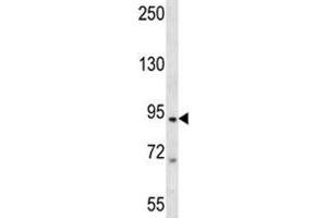 TAP1 antibody western blot analysis in Jurkat lysate (TAP1 抗体  (AA 765-794))