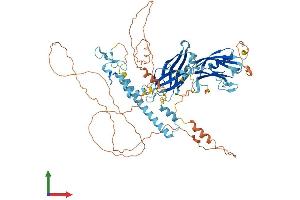 AlphaFold protein structure predicition of Human Recombinant SYTL5 Protein, UniprotID Q8TDW5