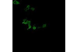 Image no. 2 for anti-Chromosome 2 Open Reading Frame 62 (C2orf62) antibody (ABIN1497054) (C2orf62 抗体)