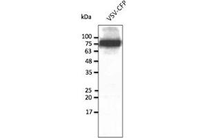 Western Blotting (WB) image for anti-CFP Fluorescent Protein antibody (ABIN7273090) (CFP Fluorescent Protein 抗体)