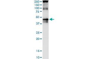 Immunoprecipitation of TARBP2 transfected lysate using anti-TARBP2 monoclonal antibody and Protein A Magnetic Bead , and immunoblotted with TARBP2 purified MaxPab rabbit polyclonal antibody. (TARBP2 抗体  (AA 141-250))