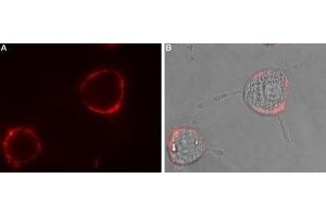 Expression of GABRA1 in rat PC12 cells - Cell surface detection of GABRA1 in intact living rat pheochromocytoma PC12 cells.
