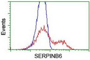 HEK293T cells transfected with either RC200668 overexpress plasmid (Red) or empty vector control plasmid (Blue) were immunostained by anti-SERPINB6 antibody (ABIN2455439), and then analyzed by flow cytometry. (SERPINB6 抗体)