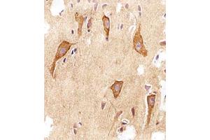 Immunohistochemical staining of paraffin-embedded human brain section reacted with VAMP8 monoclonal antibody  at 1:25 dilution. (VAMP8 抗体  (N-Term))