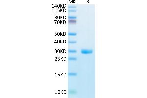 BTN3A1 Protein (AA 30-254) (His tag)