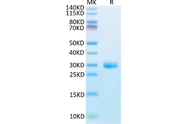 BTN3A1 Protein (AA 30-254) (His tag)