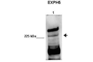 Human sperm extract (Exophilin 5 抗体  (Middle Region))