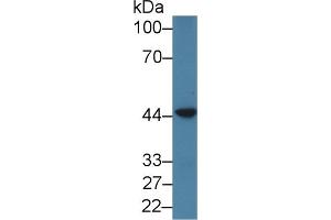 Western Blot; Sample: Human jurkat cell lysate; Primary Ab: 1µg/ml Rabbit Anti-Human PSMD6 Antibody Second Ab: 0.