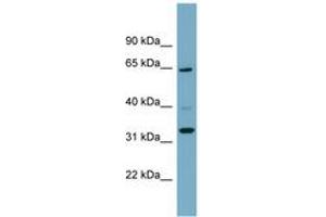 Image no. 1 for anti-Zinc Finger Protein 791 (ZNF791) (AA 35-84) antibody (ABIN6741915)