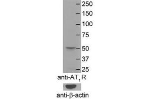 AGTR1 antibody - N-terminal region  validated by WB using Mouse Brain Membranes at 1:4000. (Angiotensin II Type-1 Receptor 抗体  (N-Term))
