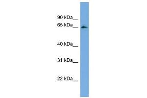 FBXL5 antibody used at 1 ug/ml to detect target protein. (FBXL5 抗体  (Middle Region))