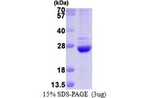 SDS-PAGE (SDS) image for Proteasome (Prosome, Macropain) Subunit, beta Type, 6 (PSMB6) (AA 35-239) protein (His tag) (ABIN666622) (PSMB6 Protein (AA 35-239) (His tag))
