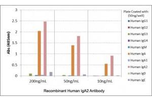 ELISA of human immunoglobulins shows recombinant Human IgA2 antibody reacts only to IgA2.