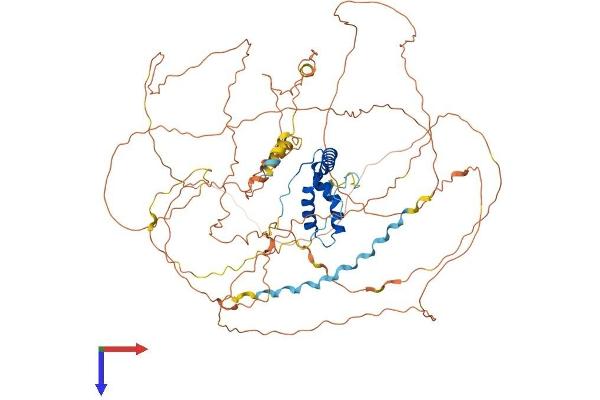 SOX30 Protein (AA 1-782) (His tag)