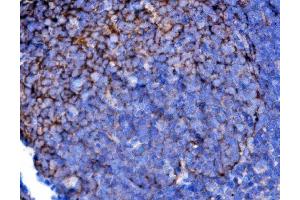 IHC analysis of Cd2 using anti-Cd2 antibody (ABIN7600738). (CD2 抗体  (AA 23-201))