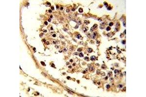 IHC analysis of FFPE human testis tissue stained with CXCR7 antibody (CXCR7 抗体  (AA 330-358))