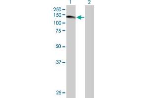 Western Blot analysis of USP1 expression in transfected 293T cell line by USP1 MaxPab polyclonal antibody. (USP1 抗体  (AA 1-785))